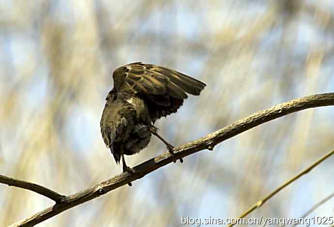 自然和谐的日坛公园（浴后）
