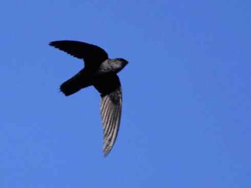 鸟类之最：尖尾雨燕