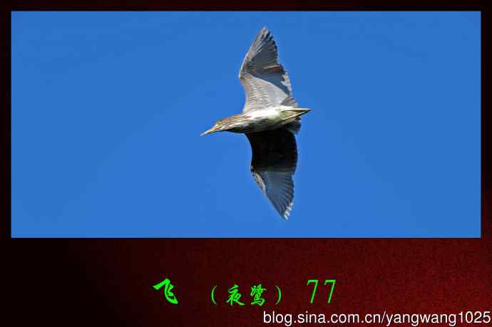 飞（夜鹭）77