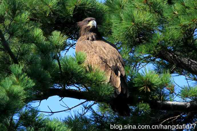 美国鸟类摄影——白头海雕亚成鸟