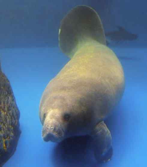 美人鱼：传说的兽原型探秘（海牛）