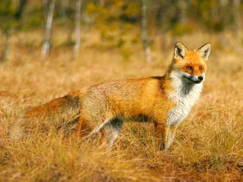 犬科：狐亚科狐属