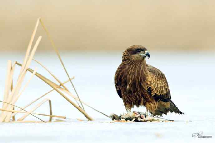 对黑耳鸢K07-012837的12次记录 对黑耳鸢K07-012837的12次记录