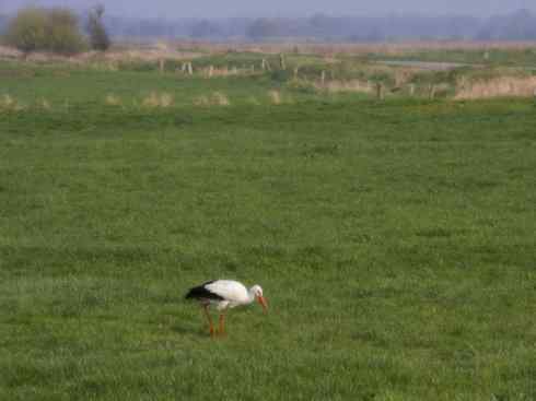 另类鸟类建筑师之一（白鹳、秃鹳）