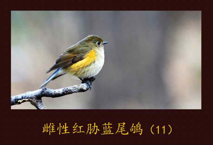 雌性红胁蓝尾鸲（11）