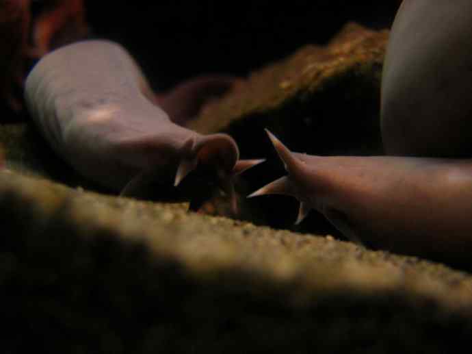 鱼类活化石:盲鳗 鱼类活化石:盲鳗