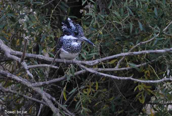 永定河湿地观鸟秋游