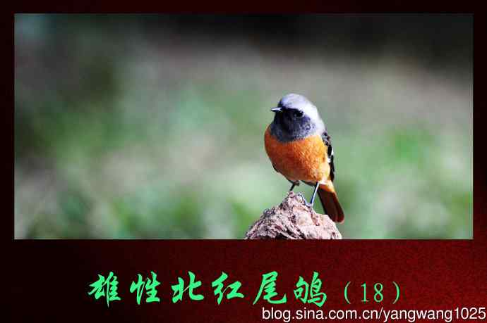 雄性北红尾鸲（18）