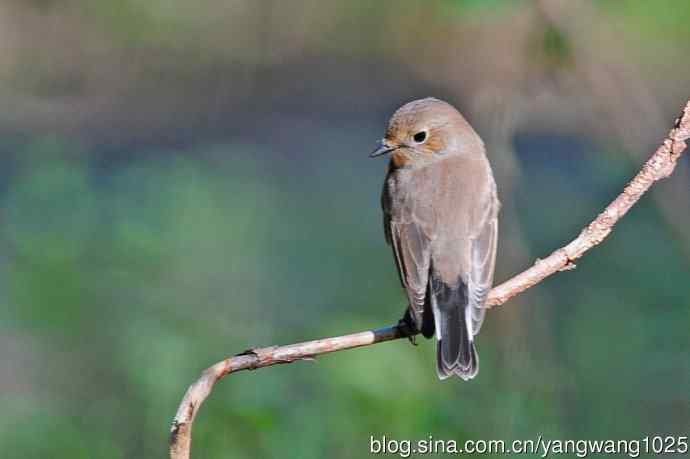 秋天的红喉姬鹟（4）