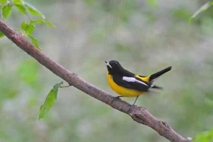 雄性白眉姬鹟（15）