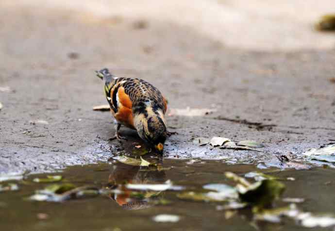 燕雀(抓拍)1 燕雀(抓拍)1