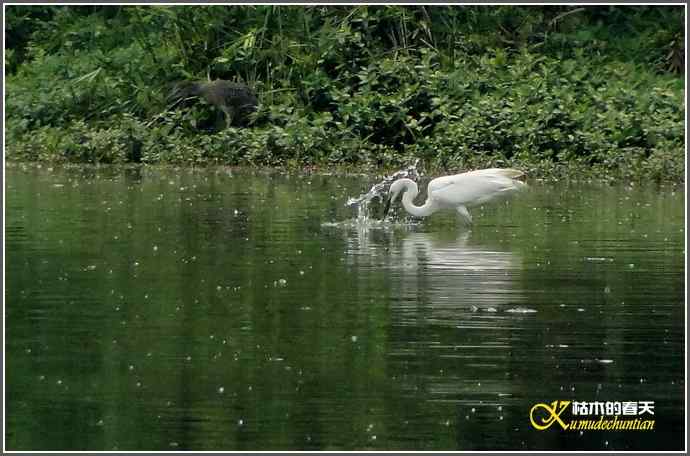 浣花来了大白鹭【照片】