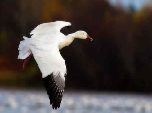 欣赏：美丽的雁