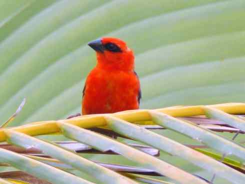 极品红色鸟类：红艳织雀