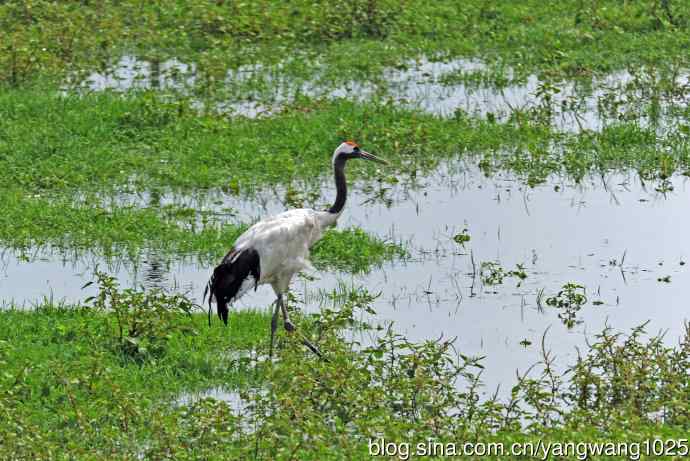 北京麋鹿苑的鸟类——悠闲的丹顶鹤