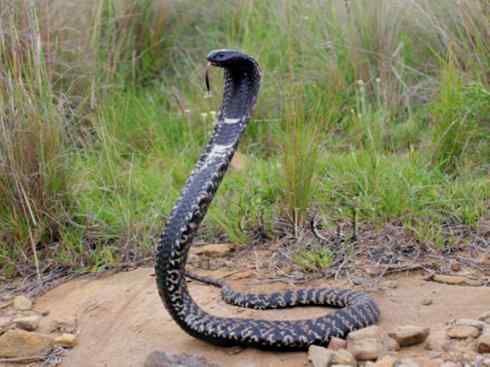 龙:传说的兽原型探秘(眼睛蛇类) 龙:传说的兽原型探秘(眼睛蛇类)