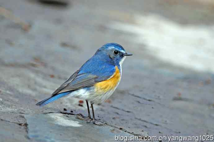雄性红胁蓝尾鸲（21）