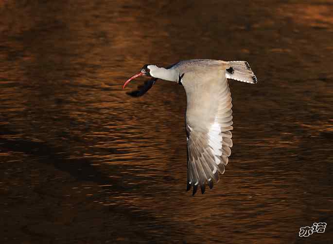 白河峡谷 wbr路 wbr鹮(huán wbr)嘴鹬(yù) 白河峡谷 wbr路 wbr鹮(huán wbr)嘴鹬(yù)