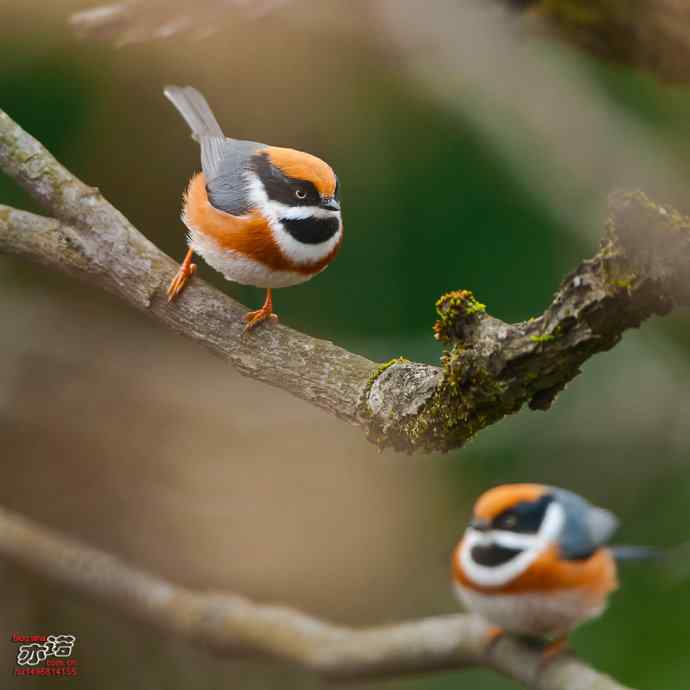 洋县的红头长尾山雀