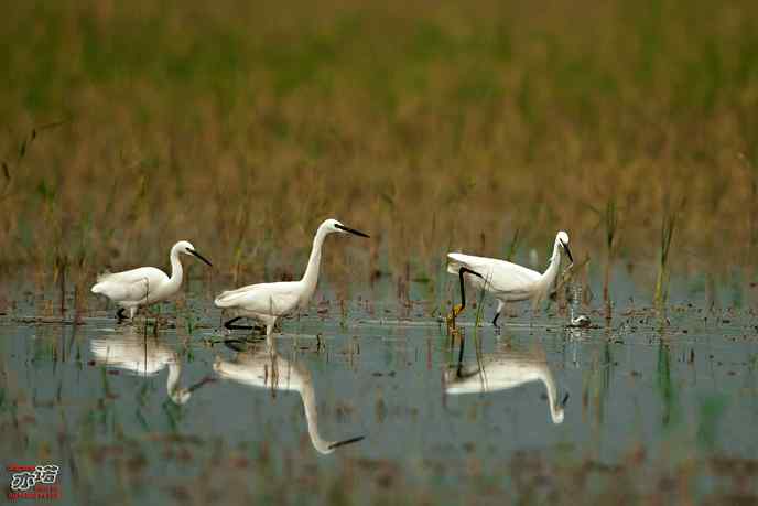 官厅水库&nbsp;wbr路&nbsp;wbr白鹭