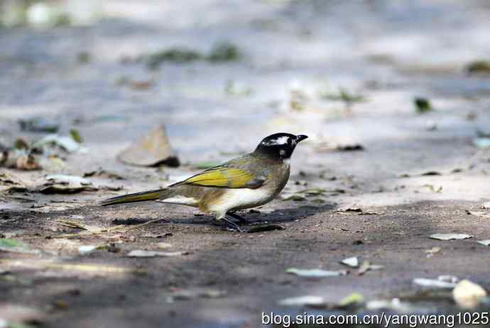 杂片（立冬所获）