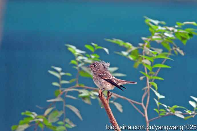 烏鶲（亚成鸟）1