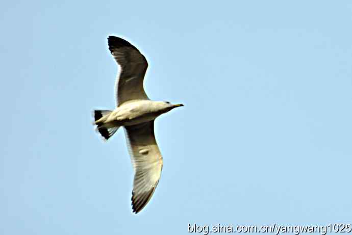 北京动物园的鸟类——飞（海鸥）7