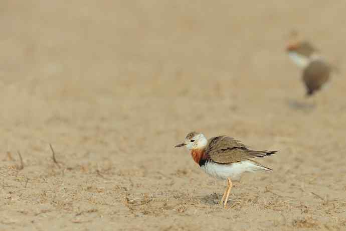 東方鸻(摄于野鸭湖) 東方鸻(摄于野鸭湖)