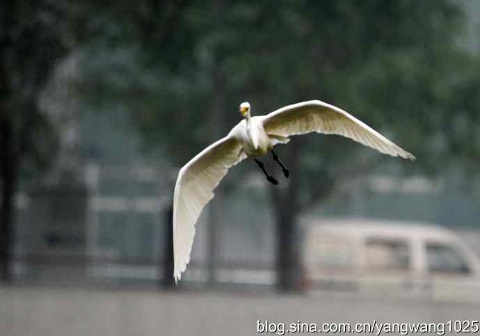 飞（白鹭）3
