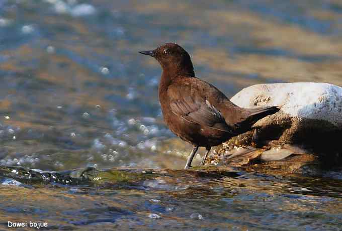 白河湾.夕阳.褐河乌
