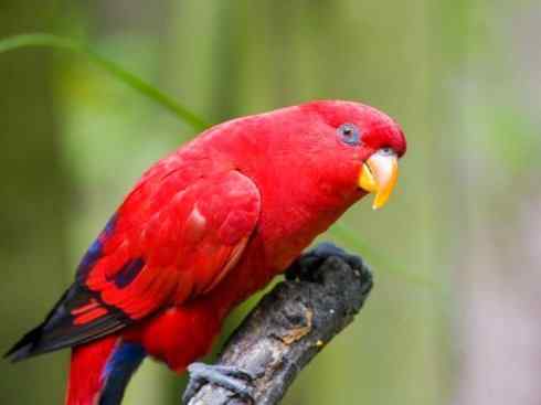 极品红色鸟类：红色吸蜜鹦鹉