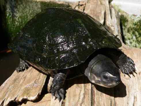 玄武：传说的兽原型探秘（潮龟）