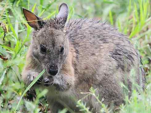 动物世界:山寨还是原创之三 动物世界:山寨还是原创之三