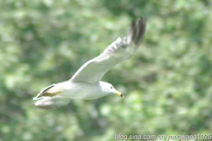 飞（夜鹭） wbr1