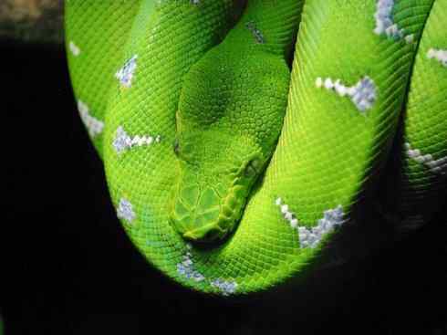 龙：传说的兽原型探秘（树蚺类）