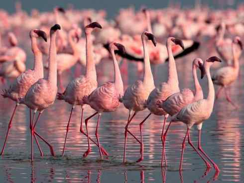 极品红色鸟类：火烈鸟