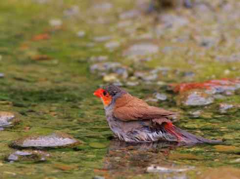 美丽无罪：雀鸟之雀类