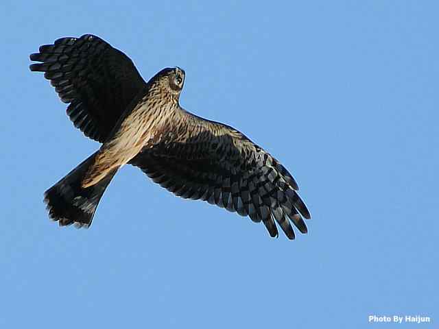 厚道的白尾鹞可以有