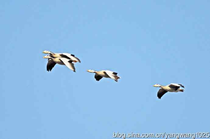 斑头雁（习作）