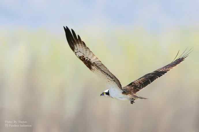野鸭湖拍的猛禽