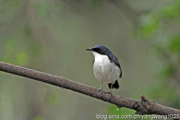 雄性蓝歌鸲（13）