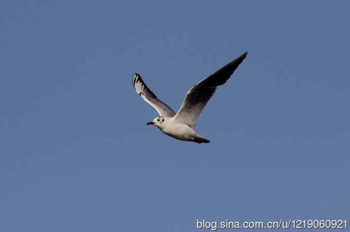 红嘴鸥（第一夏）