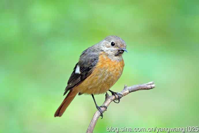 折断下嘴的鸟儿（雌性北红尾鸲）