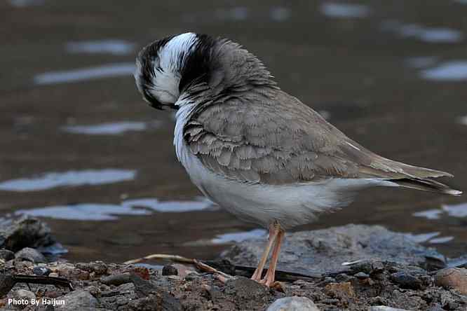 鸟为悦己者容(长嘴剑鸻梳妆)