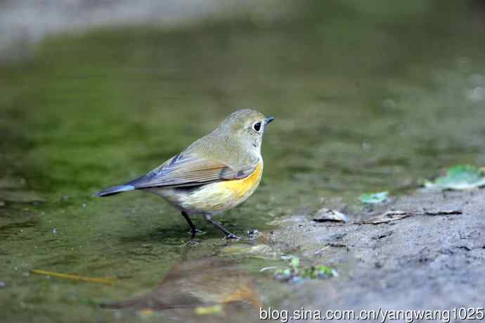 雌性红胁蓝尾鸲（56）