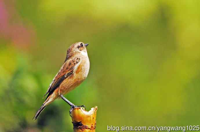 雌性黑喉石即鸟（1）