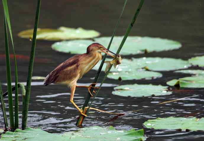 捕鱼的黄苇鳽（记实）1