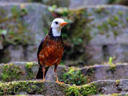 白头鸟系列:另类的美丽（岛鸫）