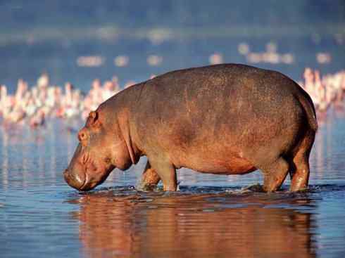 绝色攀禽：佛法僧目之蜂虎2