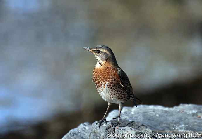 自然和谐的日坛公园（斑鸫）